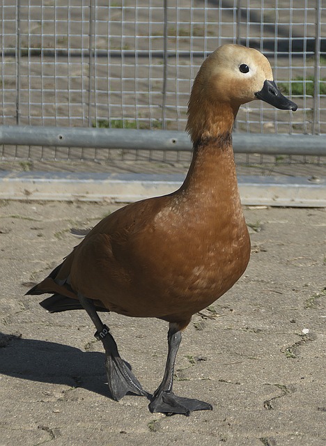 阵容